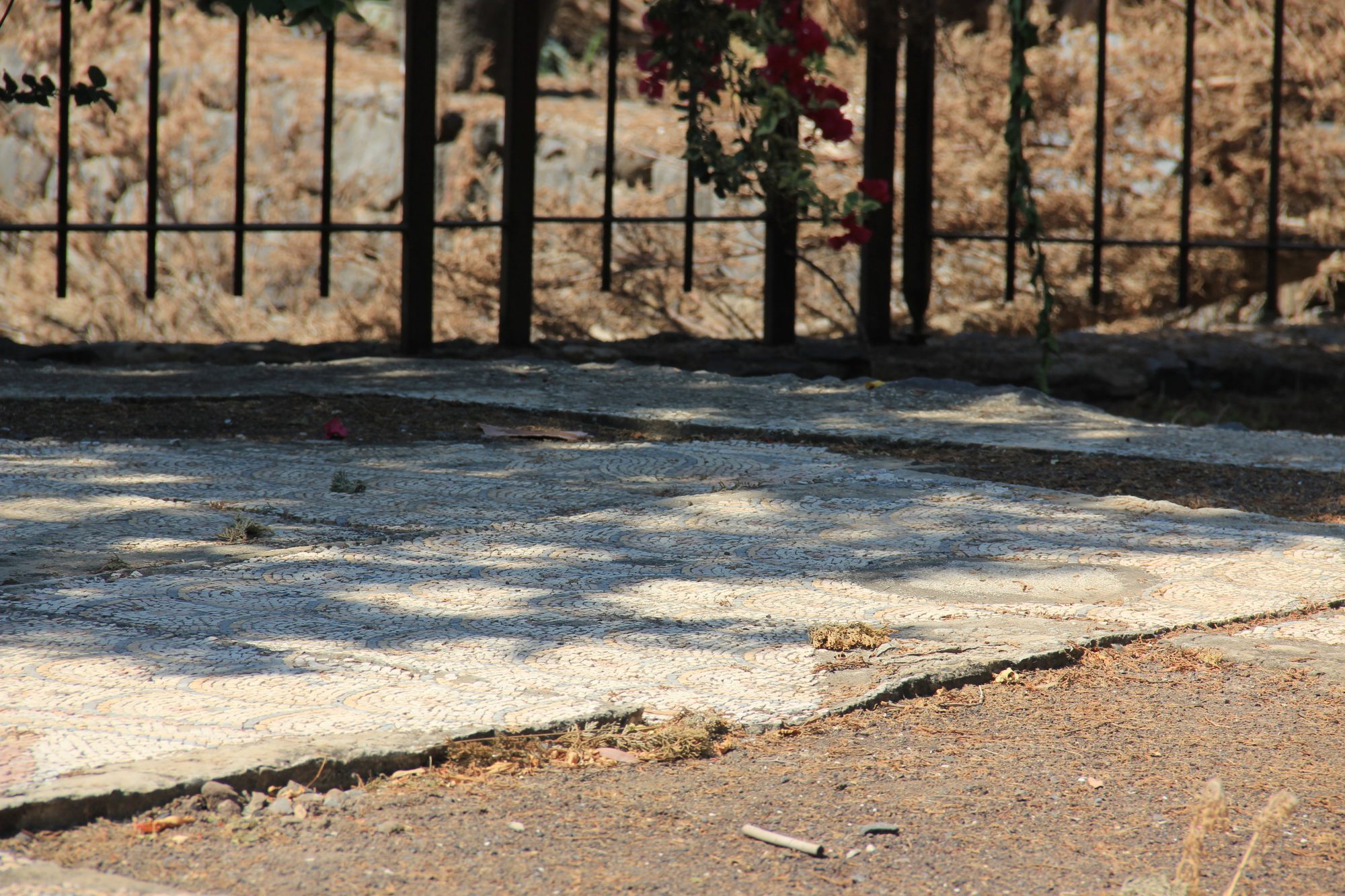 Capharnaum 67